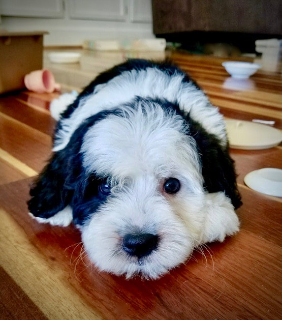 sheepadoodle puppies for adoption
