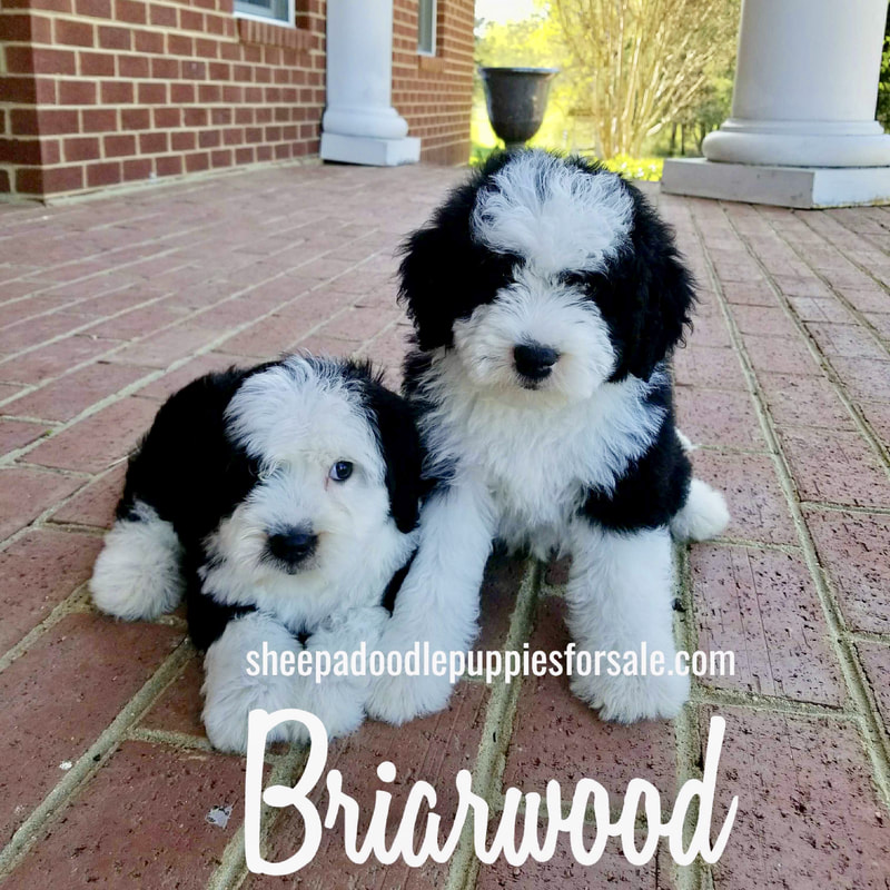 f1 sheepadoodle puppies for sale